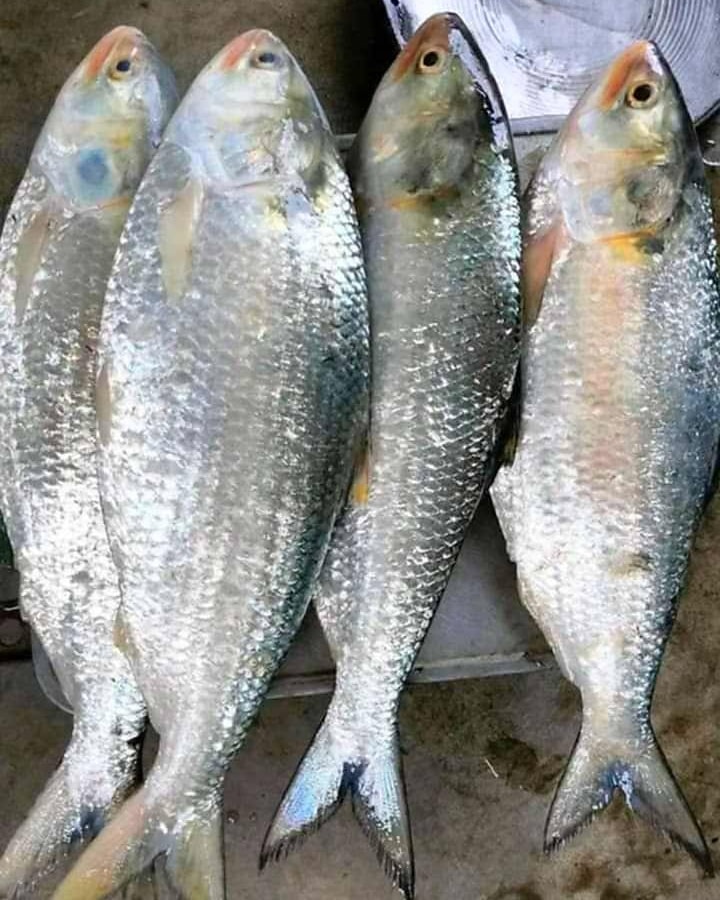 ইলিশ মাছ